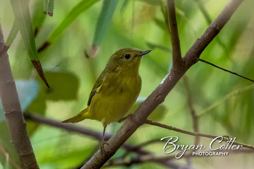Yellow Warbler