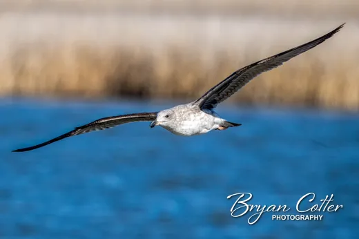 Yellow-footed Gull