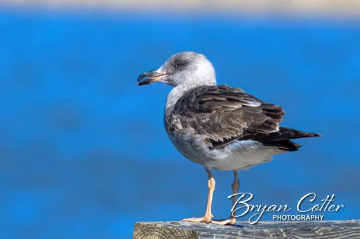 Yellow-footed Gull