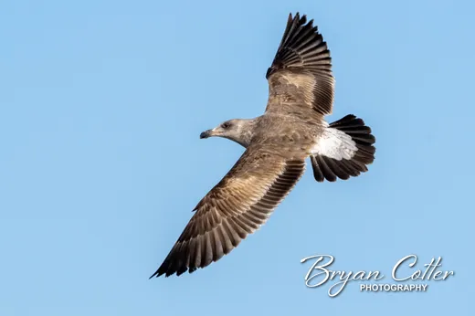 Yellow-footed Gull