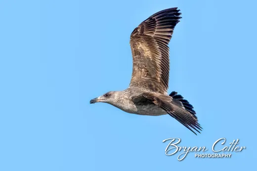Yellow-footed Gull
