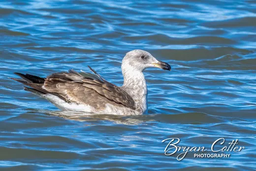 Yellow-footed Gull