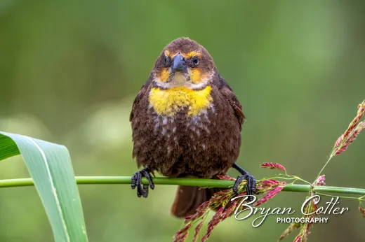 Yellow-headed Blackbird