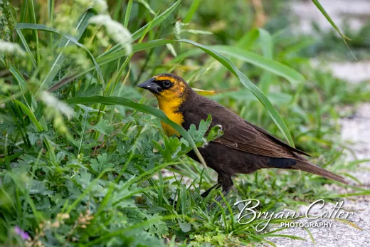 Yellow-headed Blackbird