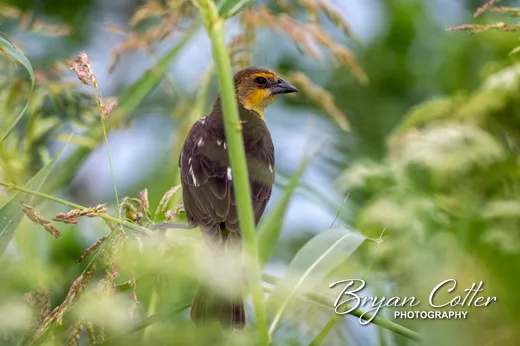 Yellow-headed Blackbird
