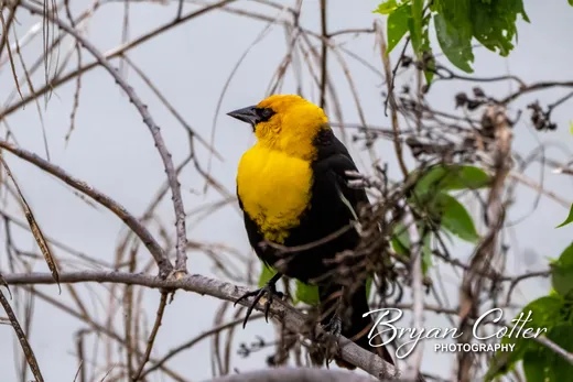 Yellow-headed Blackbird