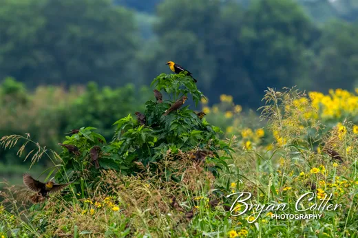 Yellow-headed Blackbird
