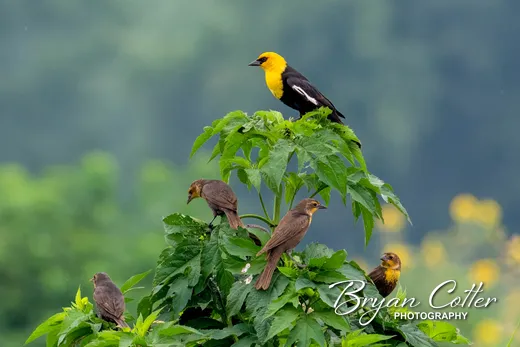 Yellow-headed Blackbird