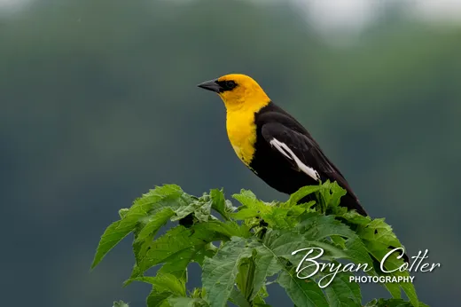 Yellow-headed Blackbird