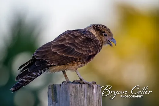 Yellow-headed Caracara