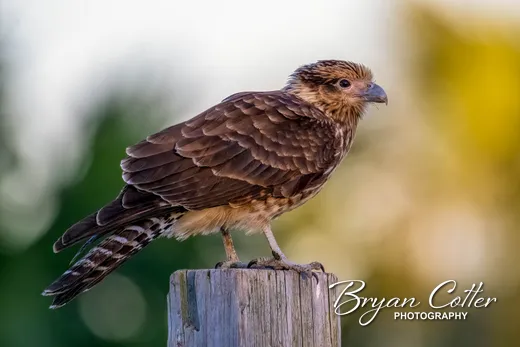 Yellow-headed Caracara