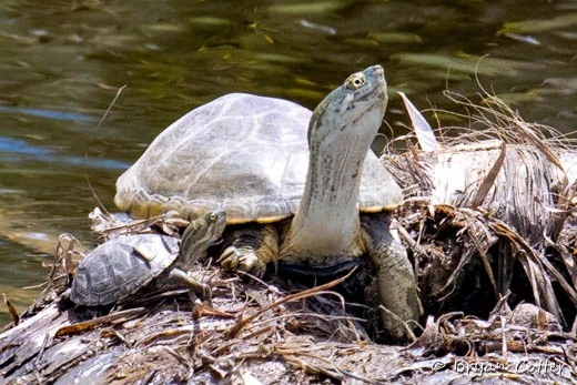 Yellow Mud Turtle