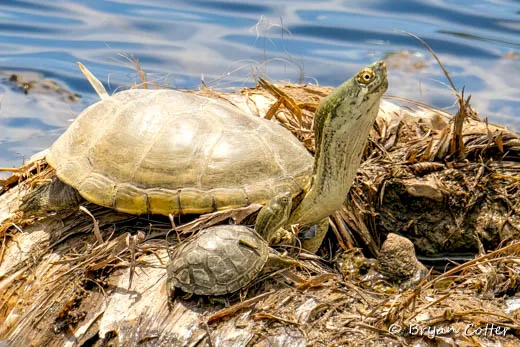 Yellow Mud Turtle