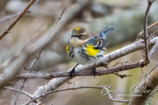 Yellow-rumped Warbler