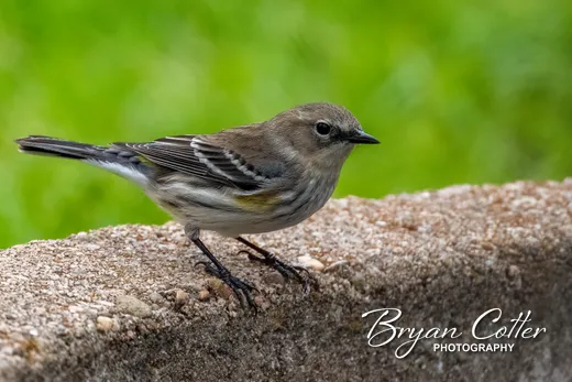 Yellow-rumped Warbler