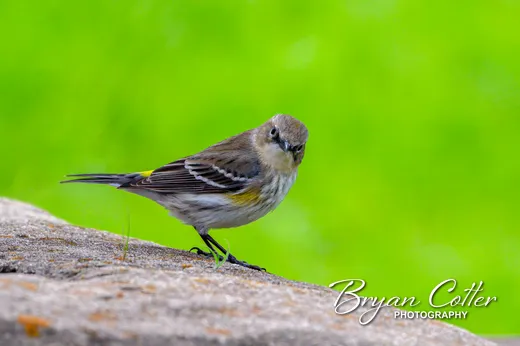 Yellow-rumped Warbler