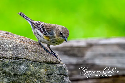 Yellow-rumped Warbler