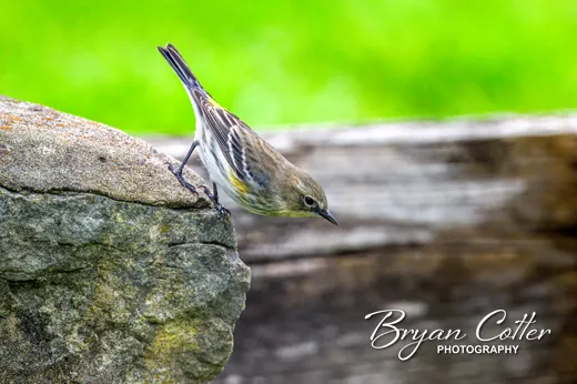 Yellow-rumped Warbler