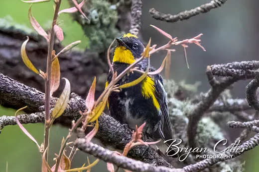 Yellow-rumped Warbler