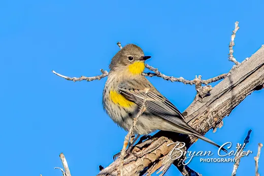 Yellow-rumped Warbler