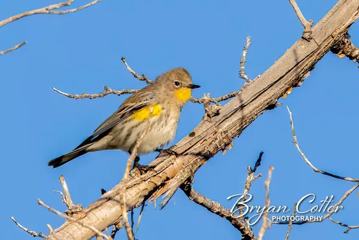 Yellow-rumped Warbler