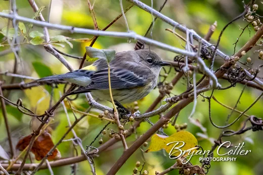 Yellow-rumped Warbler