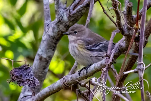 Yellow-rumped Warbler