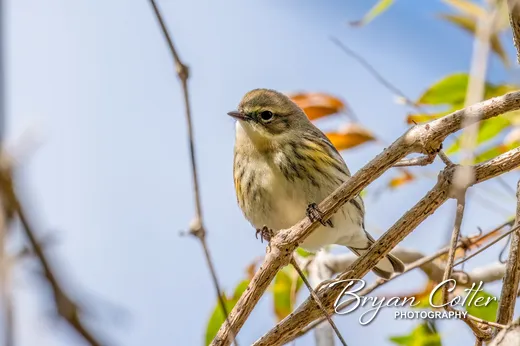 Yellow-rumped Warbler