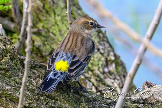 Yellow-rumped Warbler photographed in Texas by Bryan Cotter