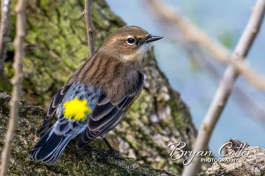 Yellow-rumped Warbler