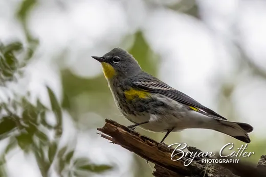 Yellow-rumped Warbler
