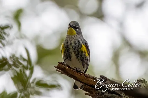 Yellow-rumped Warbler