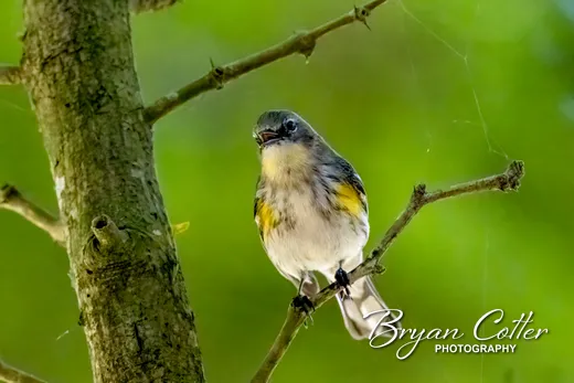 Yellow-rumped Warbler