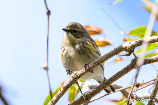 Yellow-rumped Warbler
