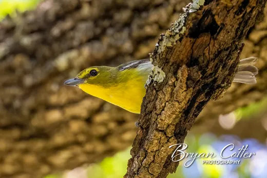 Yellow-throated Vireo