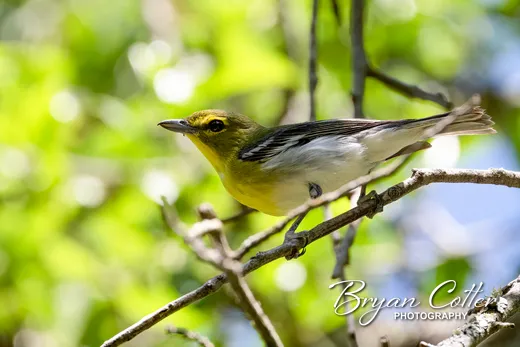 Yellow-throated Vireo