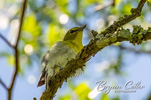 Yellow-throated Vireo