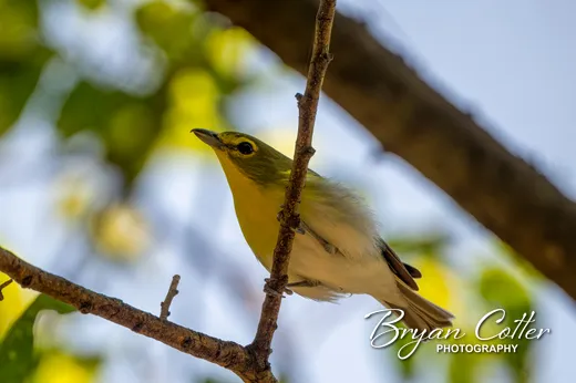Yellow-throated Vireo
