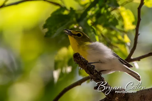 Yellow-throated Vireo
