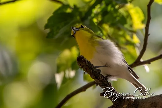 Yellow-throated Vireo
