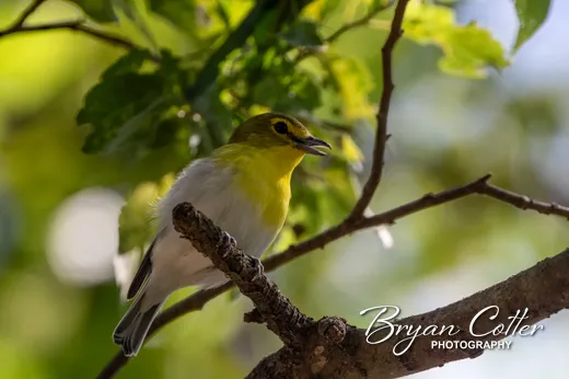Yellow-throated Vireo