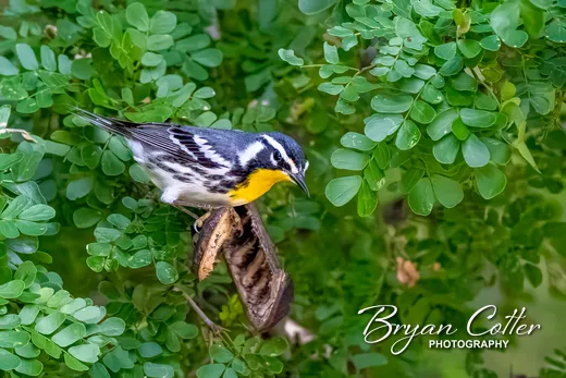 Yellow-throated Warbler