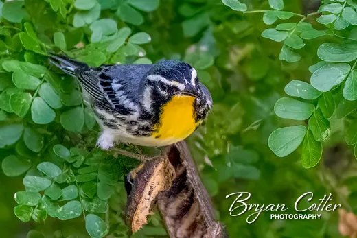 Yellow-throated Warbler