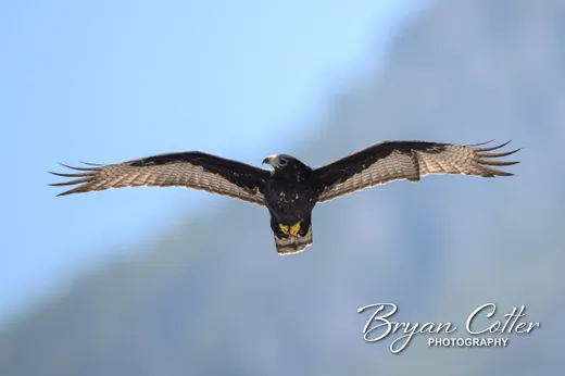 Zone-tailed Hawk