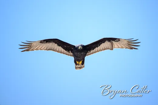 Zone-tailed Hawk