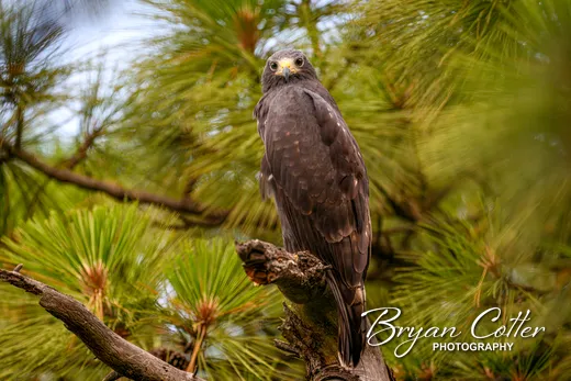 Zone-tailed Hawk