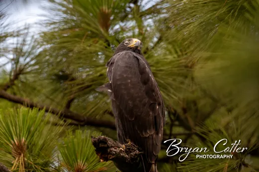 Zone-tailed Hawk