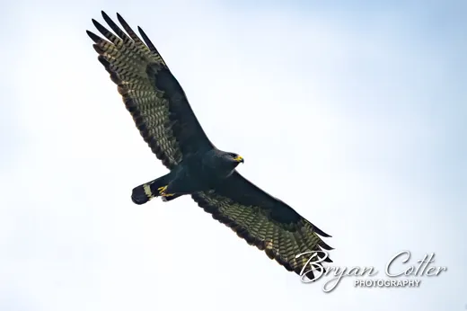 Zone-tailed Hawk