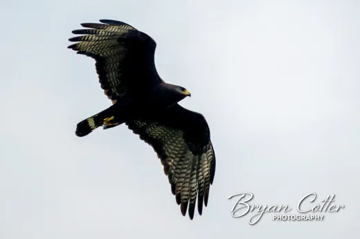 Zone-tailed Hawk